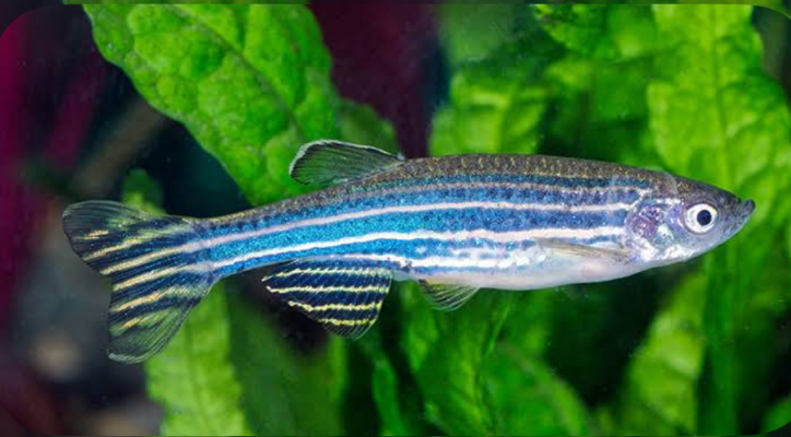 A closeup of a Zebra Danio in a planted tank.
