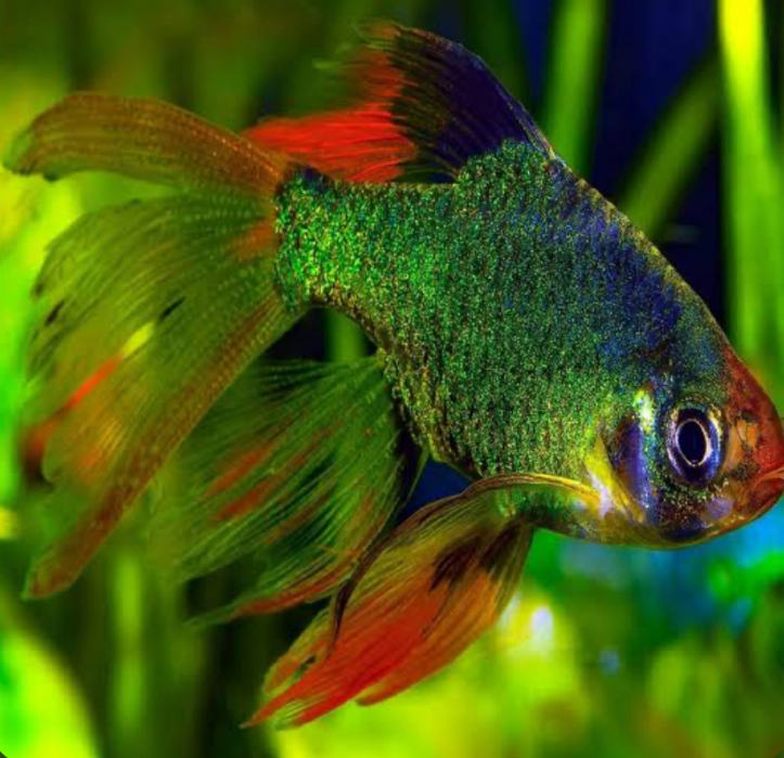 A Long Fin Green Tiger Barb in a planted tank.