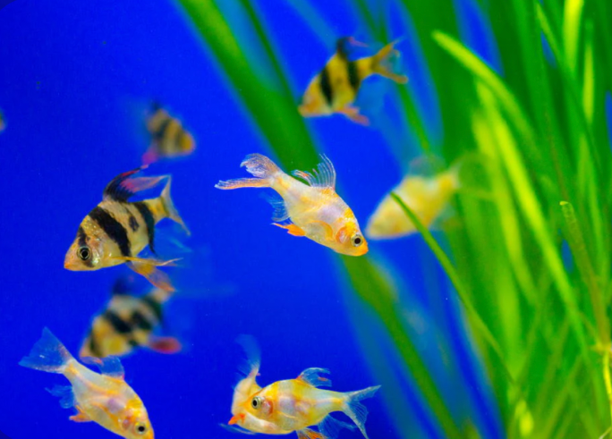 Native Tiger Barbs and Albino Tiger Barbs in a planted tank.