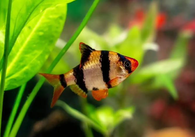 A Tiger Barb in a planted tank.