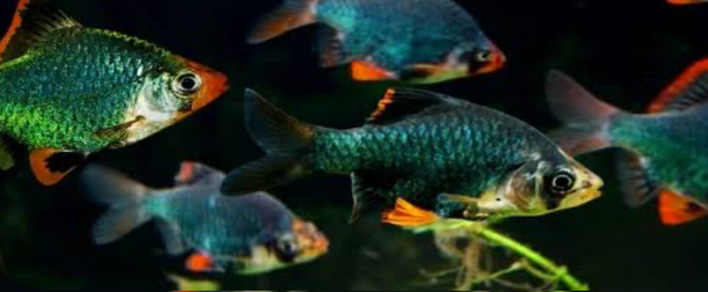 Green Tiger Barbs in a planted tank.
