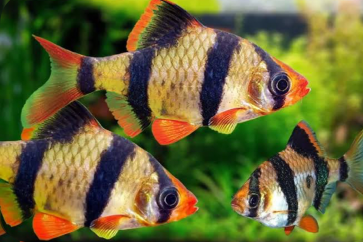 A Tiger Barb in a planted tank.