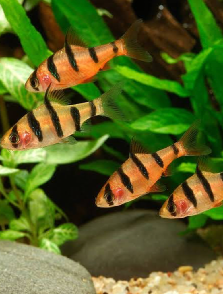 A school of Five-Banded Barbs in a planted tank.