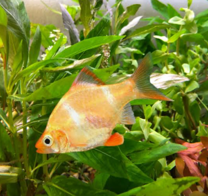 An Albino Tiger Barb in a planted tank.