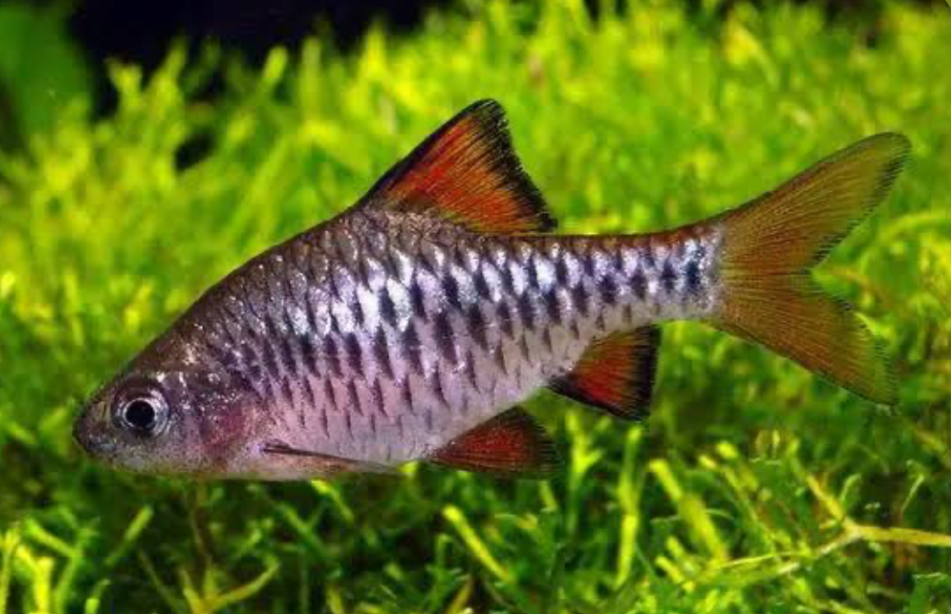 Checkered Barb showcasing its silver body with black pattern like a checkerboard in a planted tank.