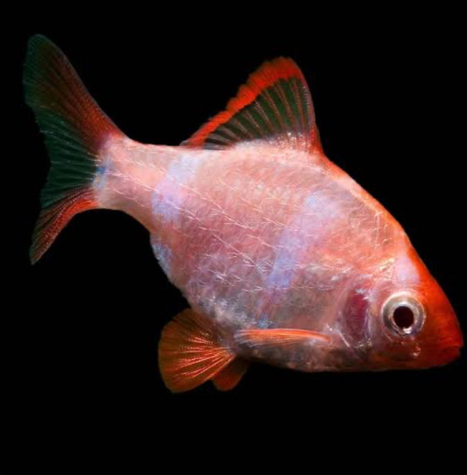 An Albino Tiger Barb on a black background.