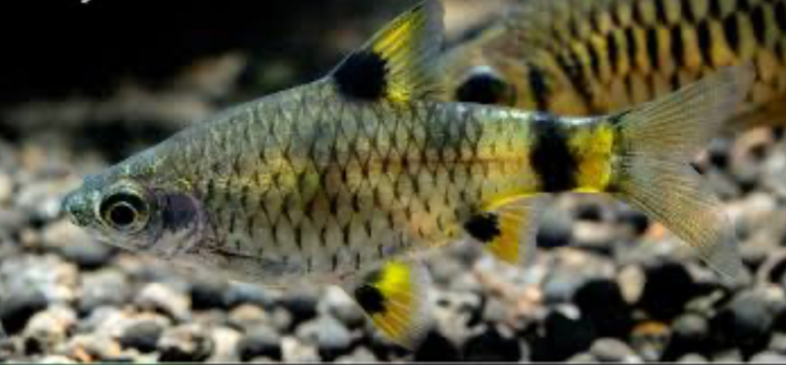 Golden Dwarf Barbs in a tank with dark substrate.
