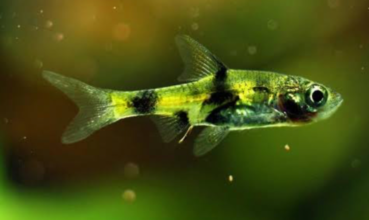 A Golden Dwarf Barb closeup.