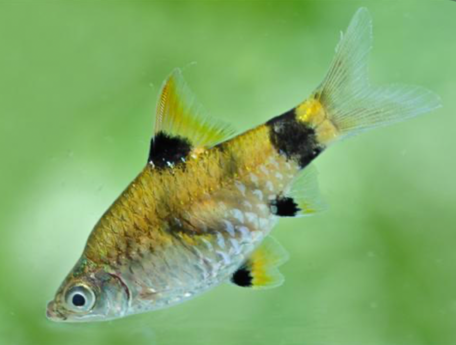A Golden Dwarf barb closeup in an aquarium.
