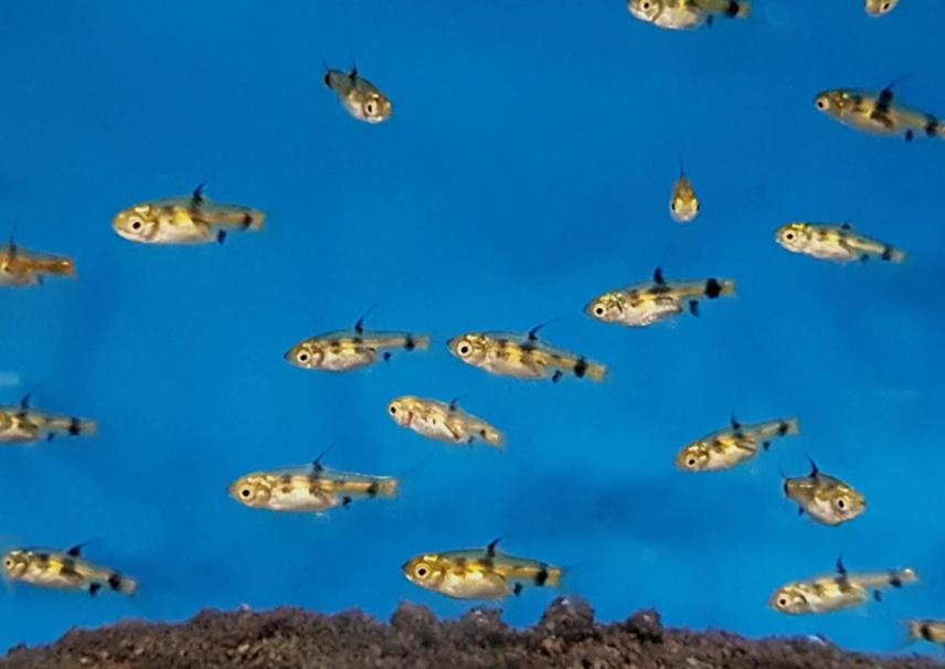 A breeding community of Golden Dwarf Barb in a tank.