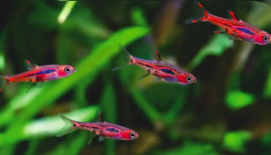 A school of Chili Rasbora in a planted tank.