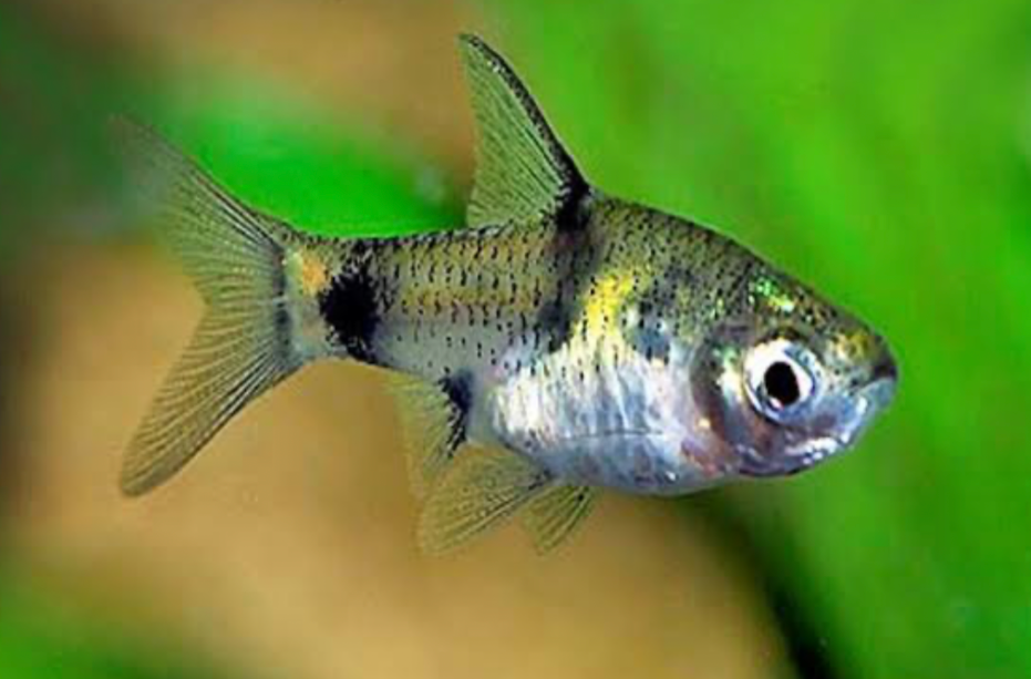 A close up of a GOlden Dwarf Barb in a planted tank.