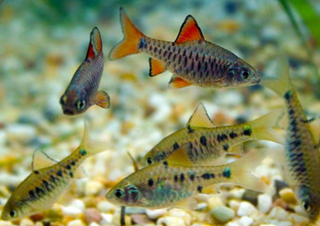 Checkered barb school in an aquarium.