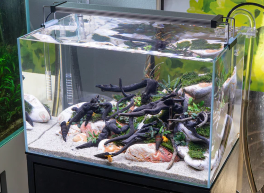 A rimless planted tank with lots of driftwood.