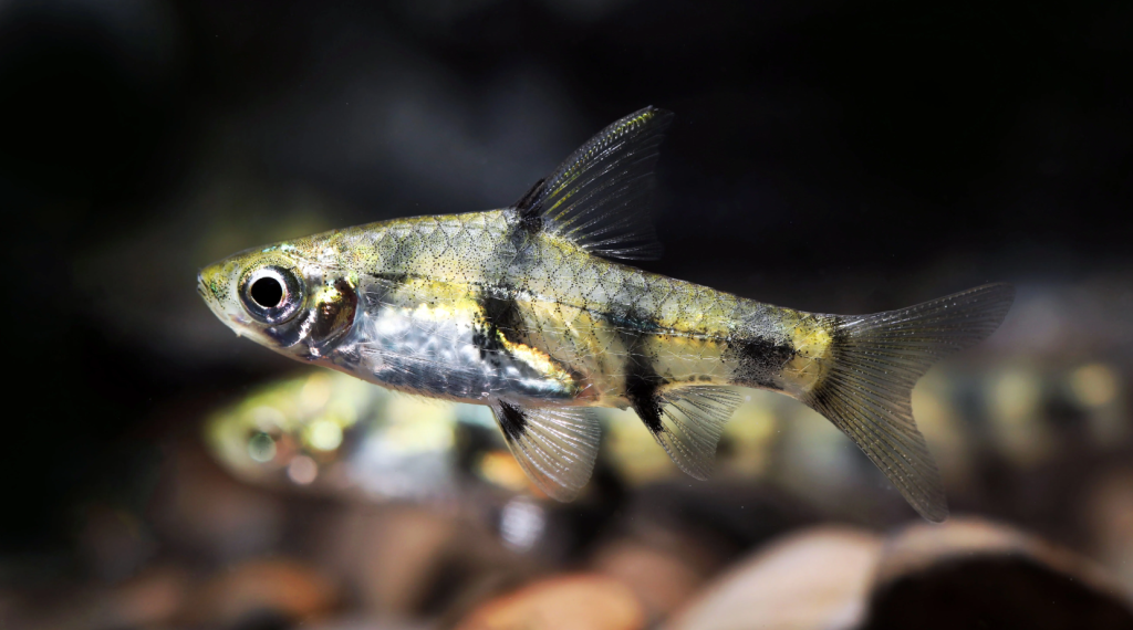A closeup of Golden Dwarf Barbs in a tank.
