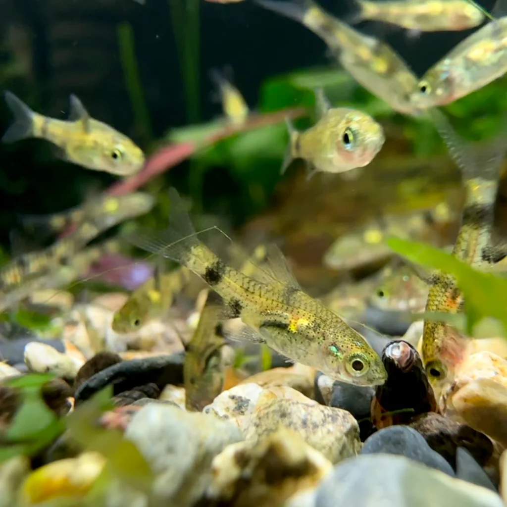 A school of Golden Dwarf Barbs swimming happily. 