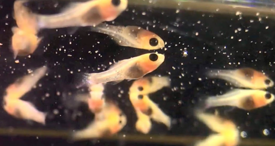 Free-swimming juvenile Sailfin Mollies at the surface of a tank.