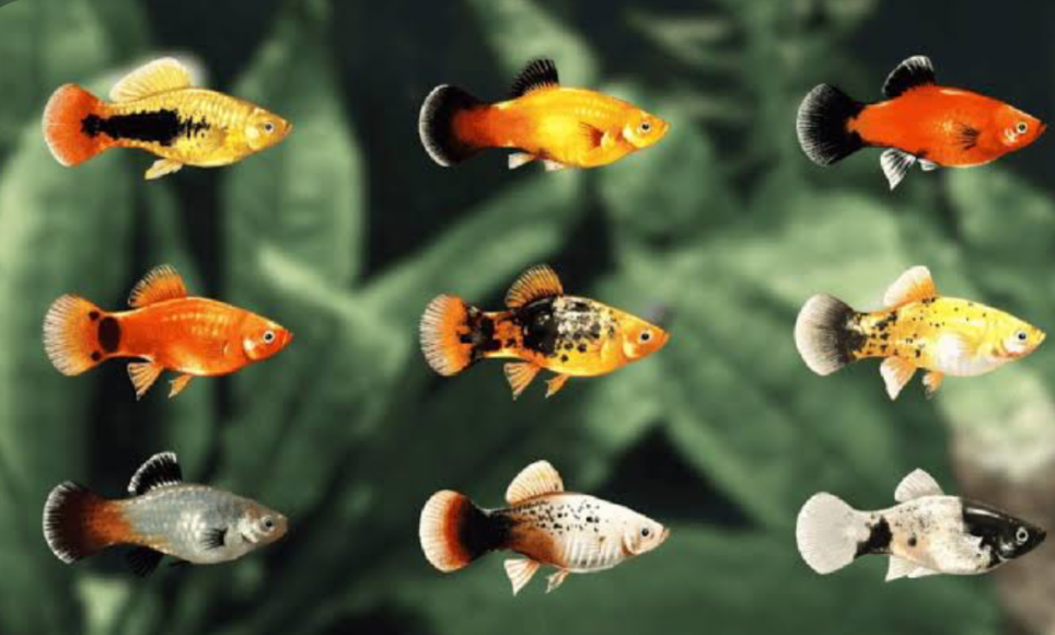 A collage of different platies on a planted background.