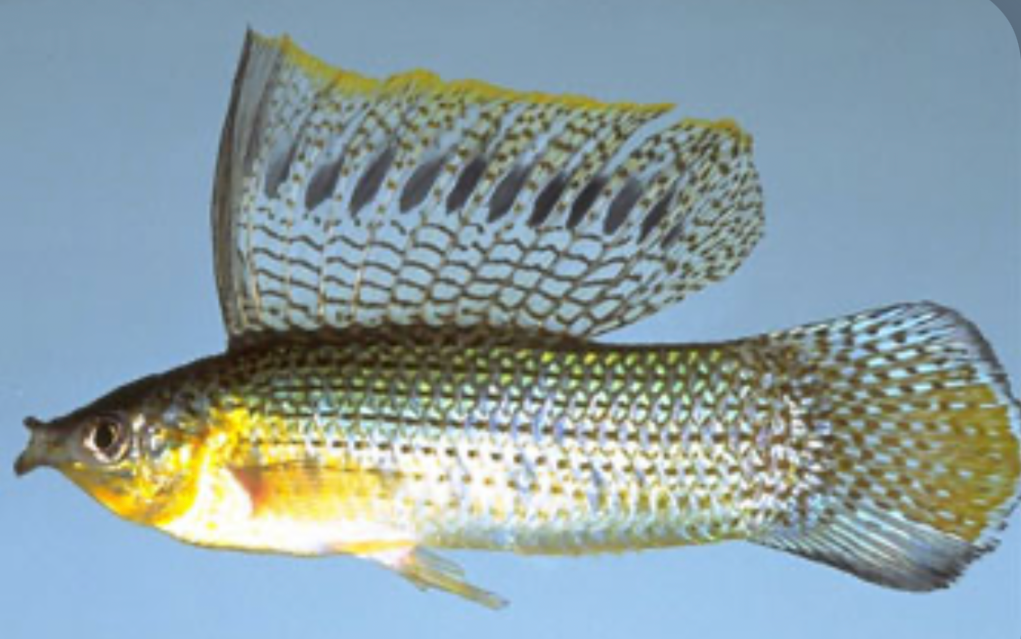 A Sailfin Molly on a blue background.
