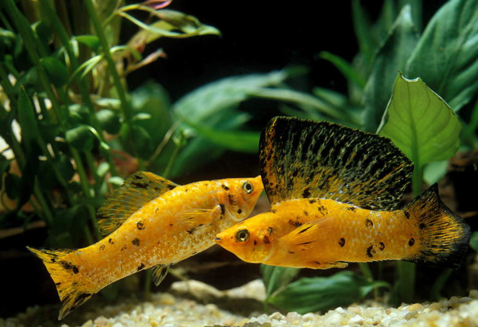 Two yellow sailfin mollies in a planted tank.