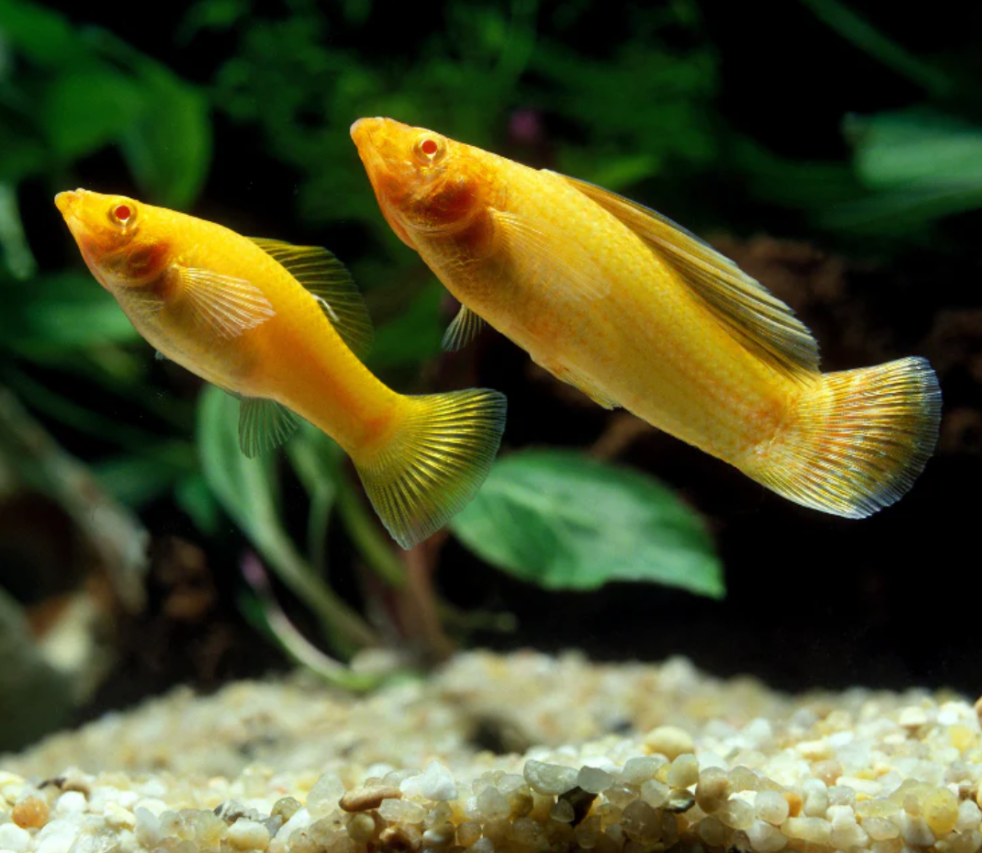 Two happy and healthy molly swimming in a planted tank.