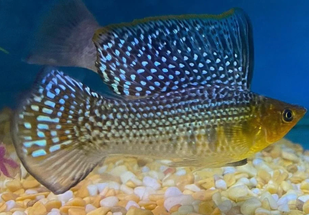 A spotted Sailfin Molly swimming above a pebbled substrate in front of a blue background in a scaped tank.