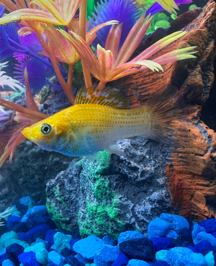 A sailfin molly in a colorful tnak.
