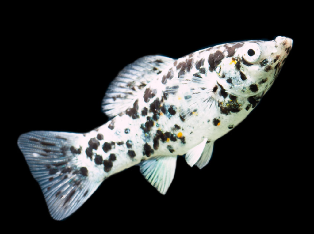 A Dalmatian Molly on a black background.
