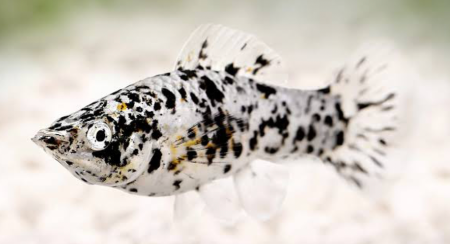 A Dalmatian Molly closeup.