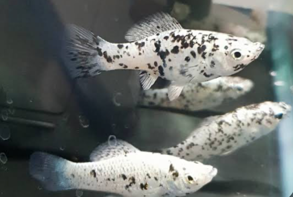 A diagonal top down look at mollies swimming in a tank.