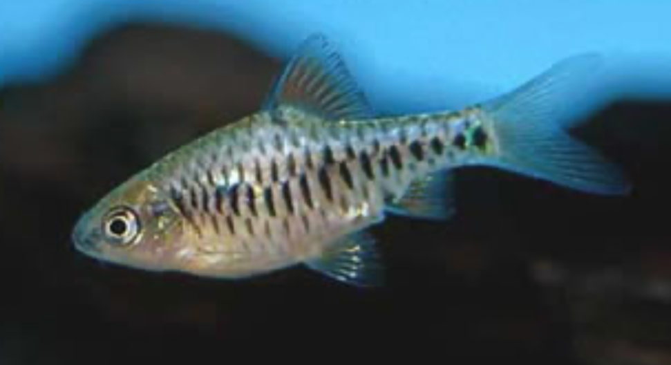 A happy and healthy Checkered Barb can live for up to 6 years.