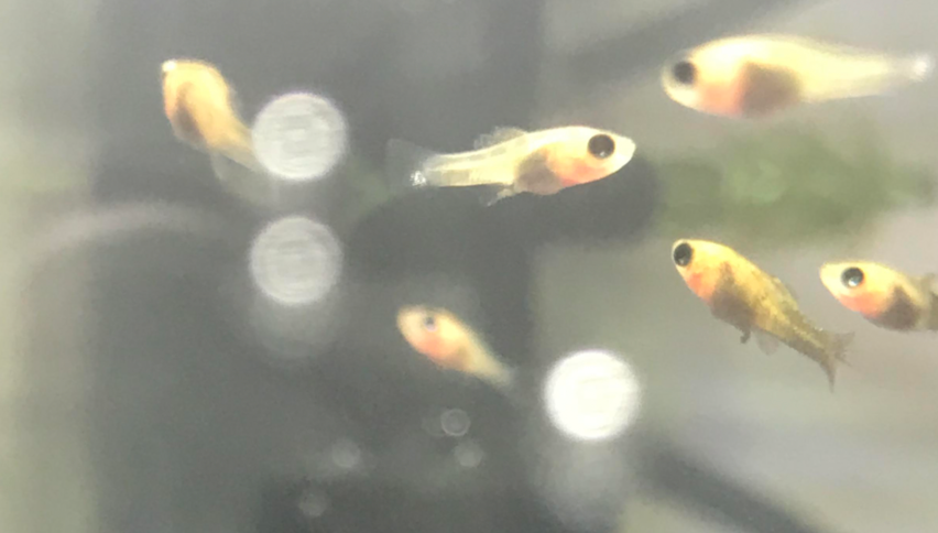 Juvenile Molly fry