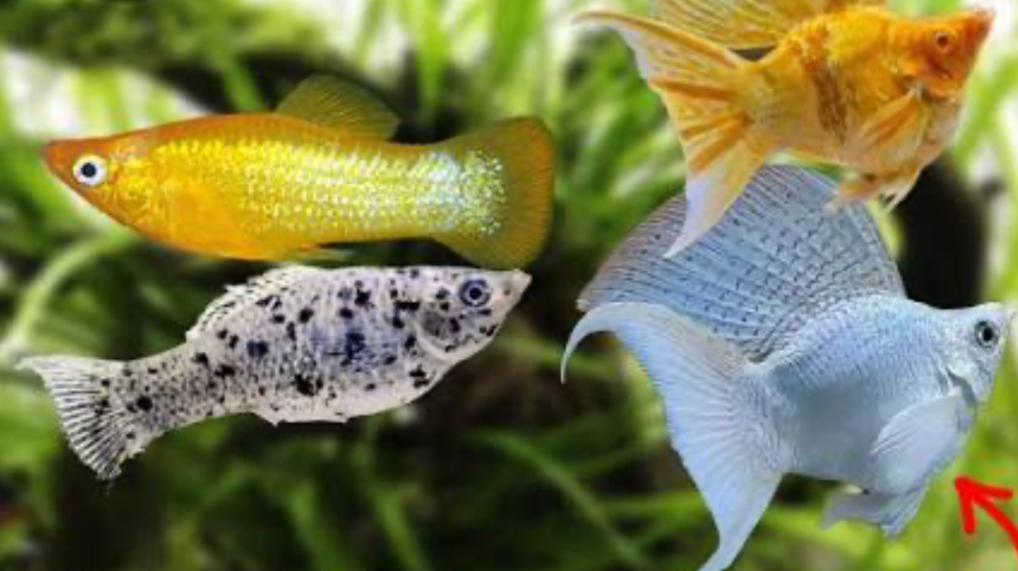 A collage of mollies on a planted background.