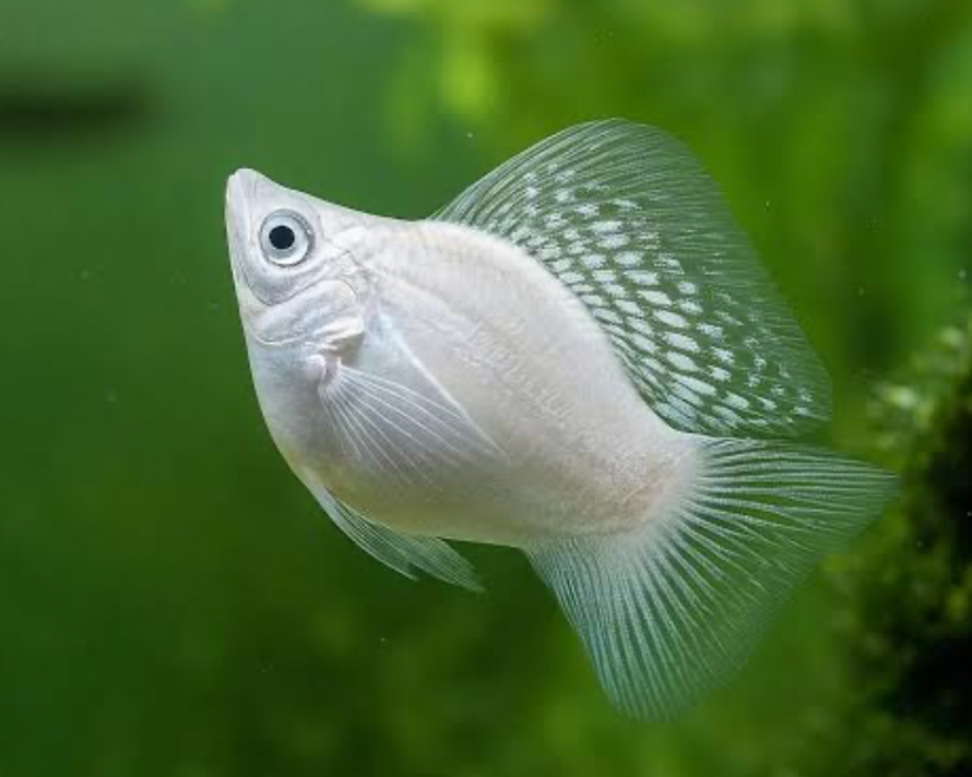 A happy and healthy Balloon molly in a planted tank