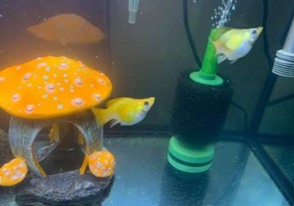 A sponge filter in a balloon molly tank.