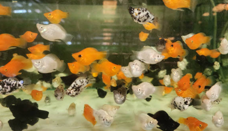 A molly-only tank with varieties of mollies schooling happily.