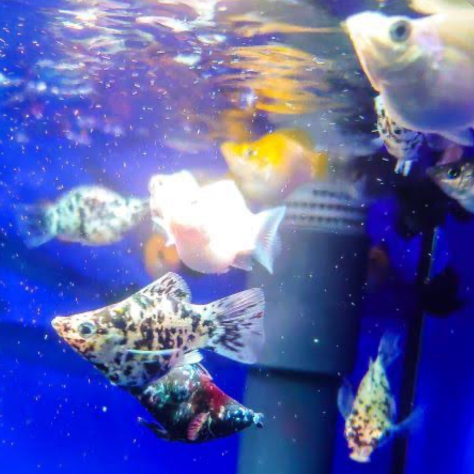 A tank filled with balloon Molly swimming happily.