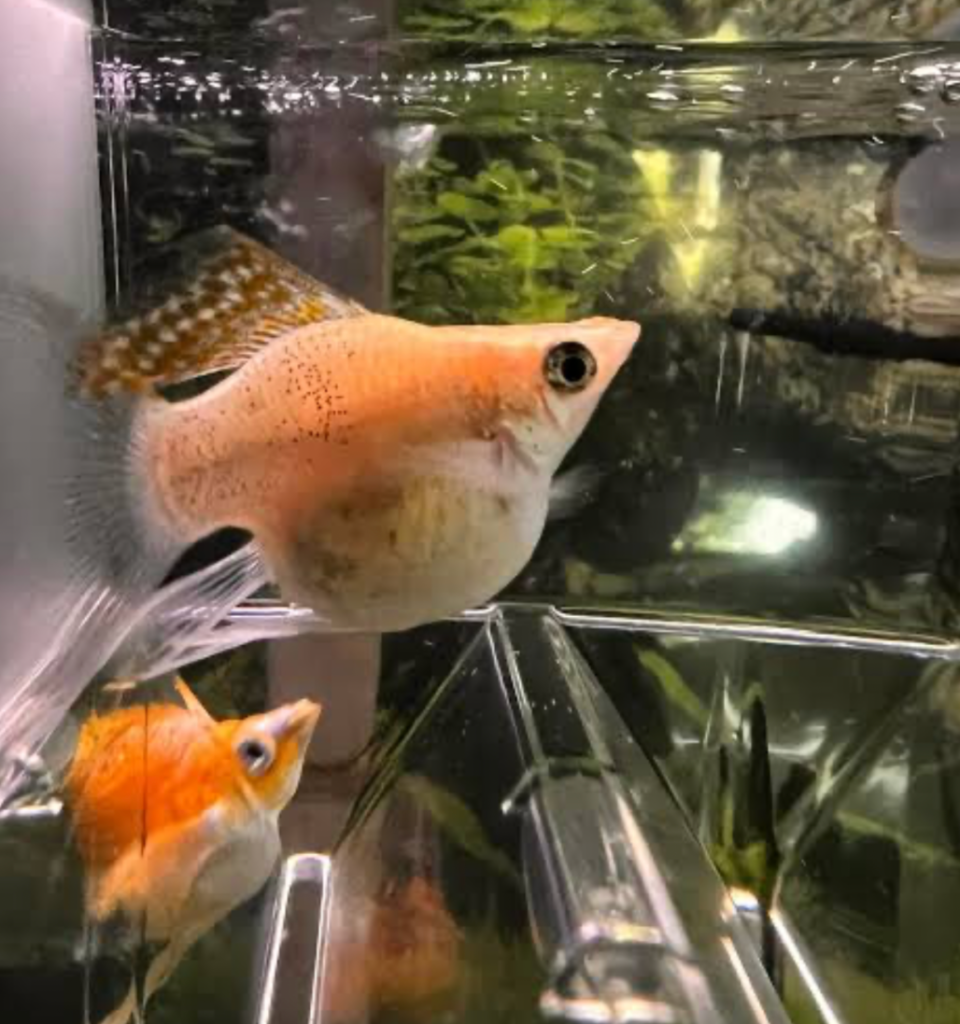 A pregnant molly in a breeding tank.