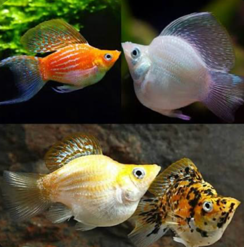 A collage of balloon molly fish showcasing different colorations and patterns.