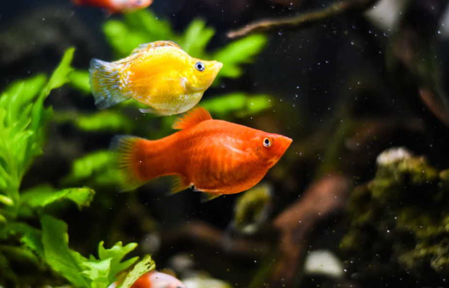 Balloon Mollies in a planted tank.