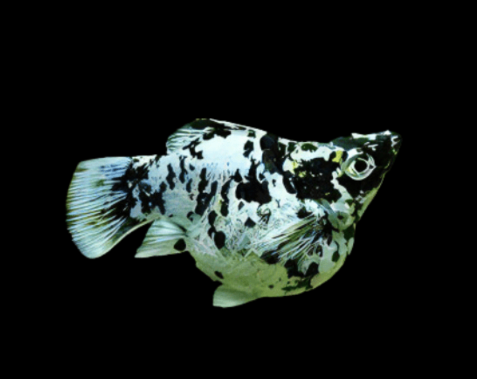 The Balloon Marble Molly!