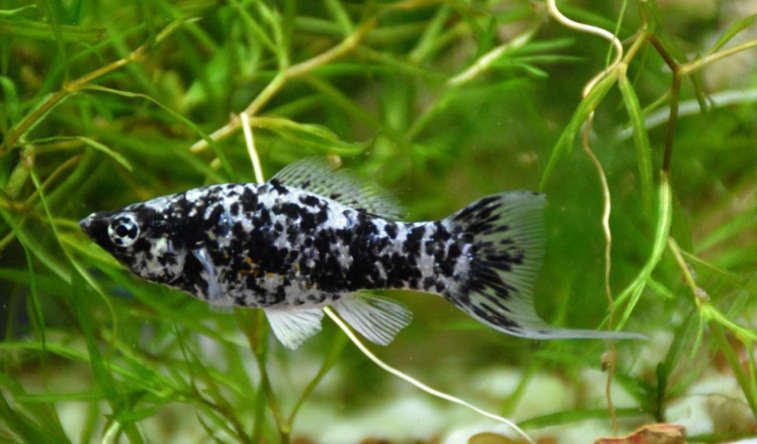A Marble Molly in a planted tank.