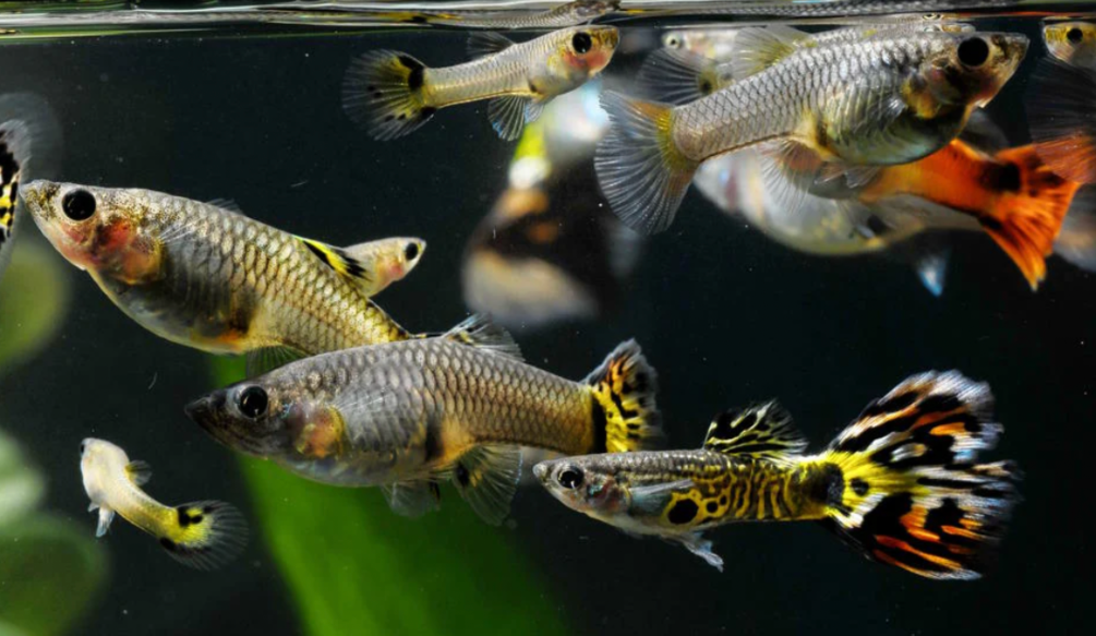 A tank of colorful guppies schooling.