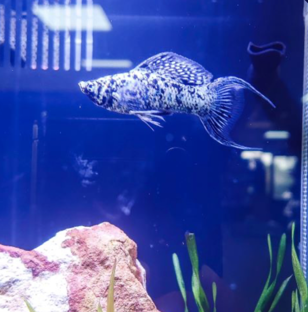 A cozy aquarium with a marble molly swimming around.