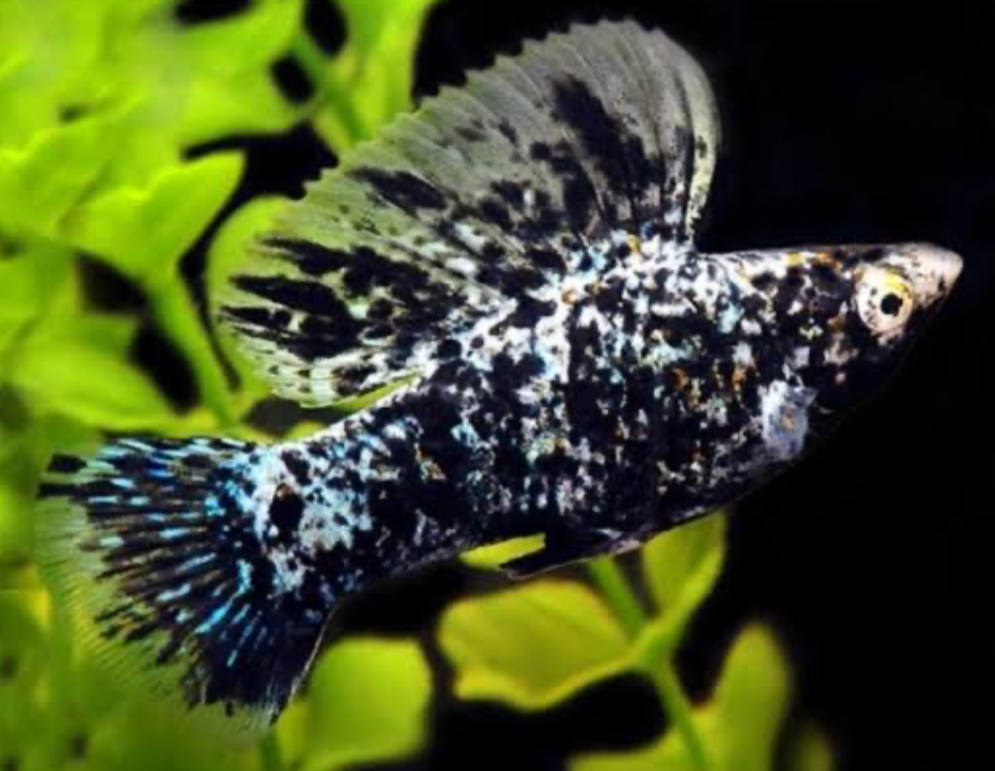 A Marble Molly in a planted tank.