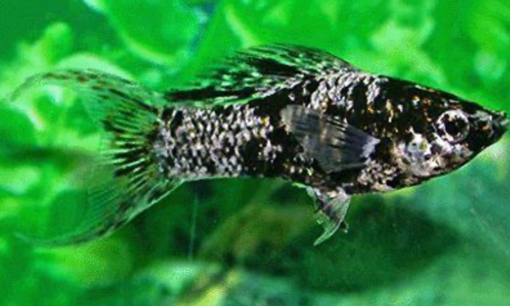 A happy and healthy Molly