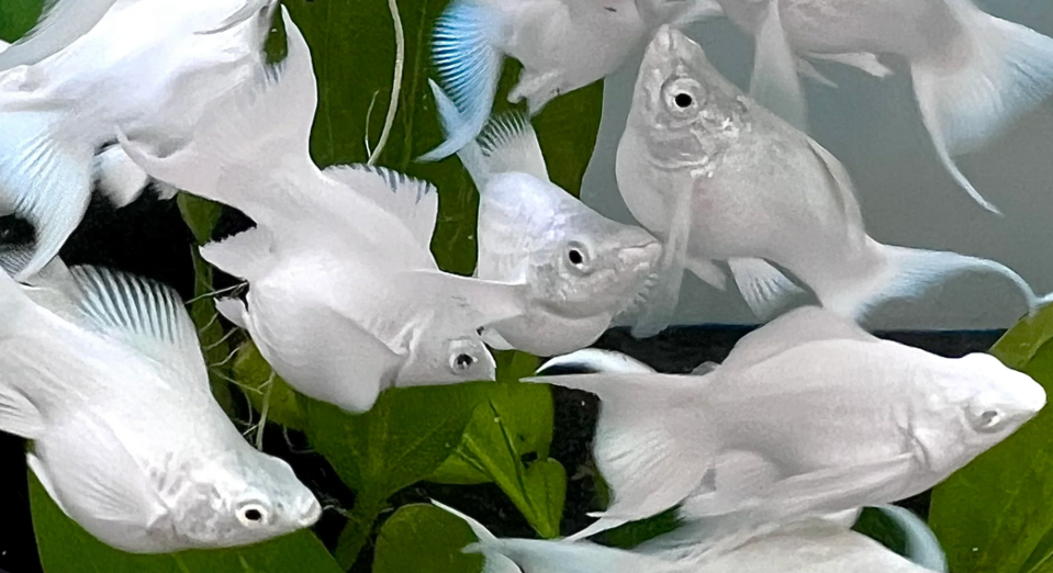 Happy and healthy Platinum Balloons Mollies schooling.