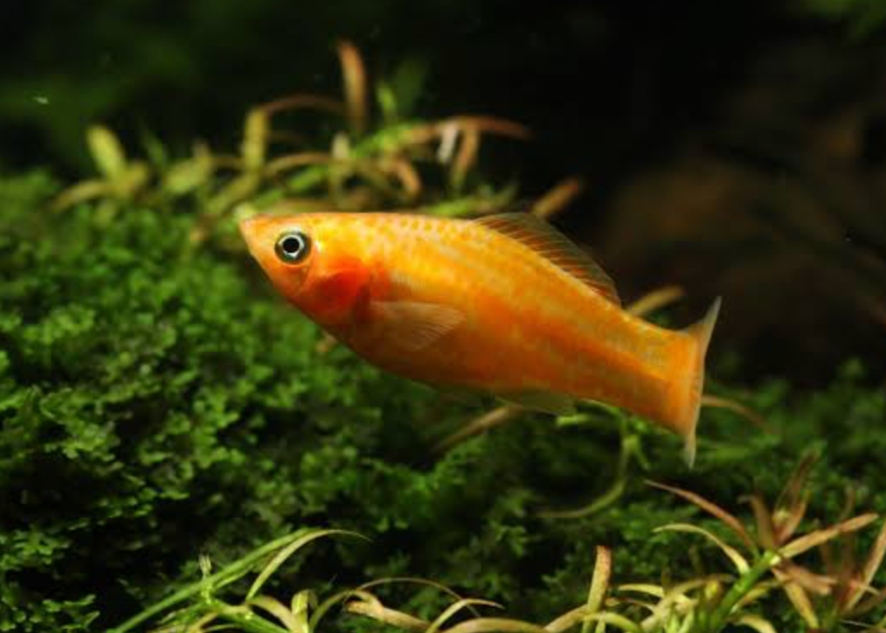 An Orange Molly in its planted tank.