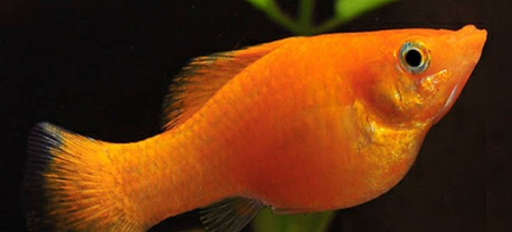 A pregnant molly fish.