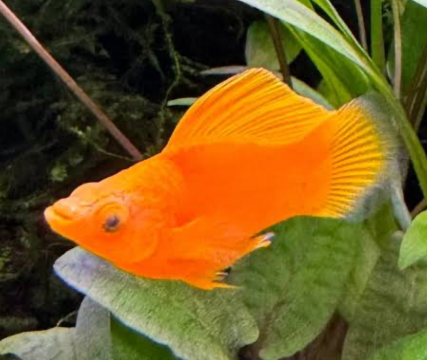 A Molly in a planted tnak.